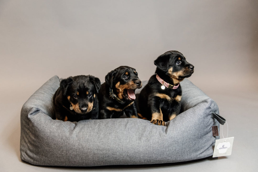 Nos amis les Chiens