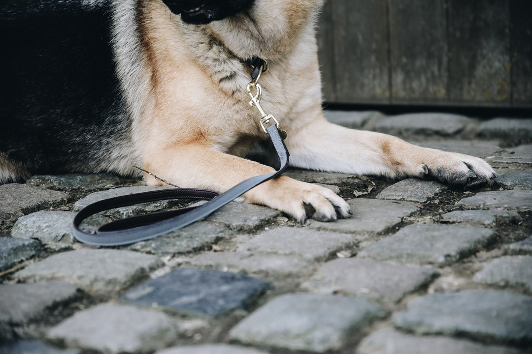 Laisses pour chiens