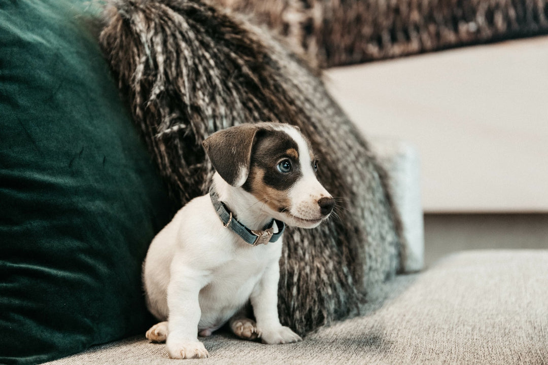 Colliers pour chiens