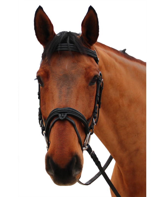 Bridon Canter Mylord Flags & Cup marron/marron