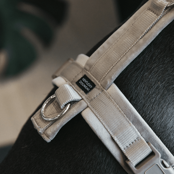 Harnais Velvet actif Pour Chien Kentucky