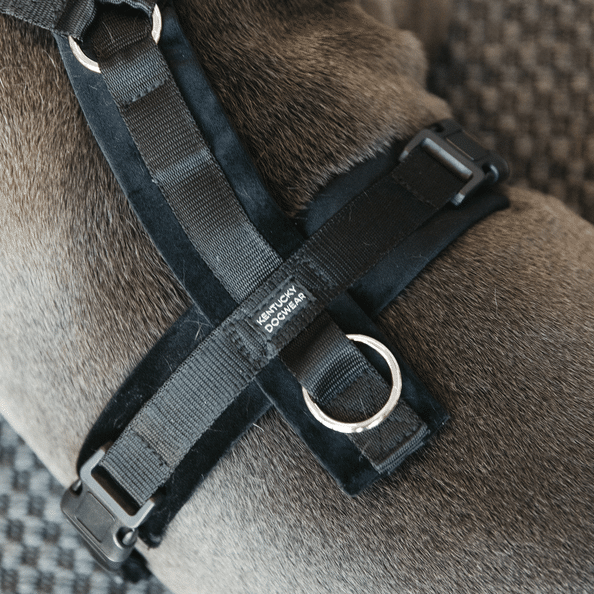 Harnais Velvet actif Pour Chien Kentucky