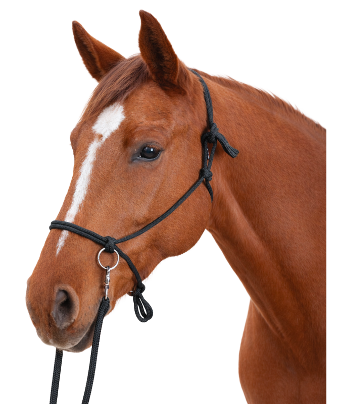 Hamilton Licol Cheval Arabe Nylon - Réglable Menton & Gorge - Noir - Pour Chevaux 800 à 500 Kg équipement Cheval Qualité Premium Hamilton Licol Cheval Arabe Nylon - Réglable Menton & Gorge - Noir - Pour Chevaux 800 à 500 Kg équipement Cheval Qualité Premium