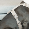 harnais pour chien actif velvet velours kentucky beige