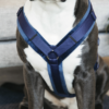 harnais pour chien actif velvet velours kentucky marine