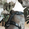 harnais pour chien actif velvet velours kentucky noir
